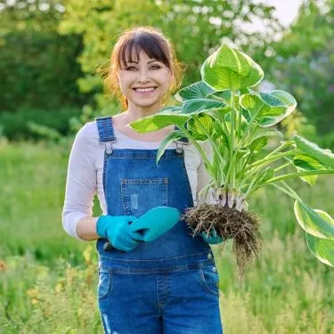 Nye stauder i haven? Brug knolden!